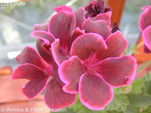 Tant Blom - Din pelargonbutik.